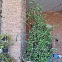 گل بنسای کراسولا طبیعی|گل و گیاه طبیعی|تهران, کامرانیه|دیوار