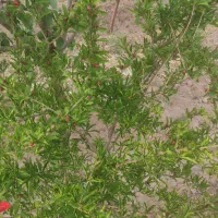 باغ حبیب آباد خیرآباد