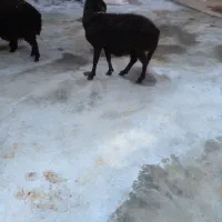 فروش میش جوان|حیوانات مزرعه|قیدار, |دیوار