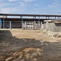 اجاره دامداری صنعتی ۱۷۰۰ متری|اجارهٔ دفتر صنعتی، کشاورزی، تجاری|اهواز, بیست متری شهرداری|دیوار