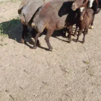 گوسفند و بره