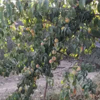 فروش-دامداری