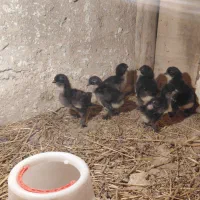 مرندی ۱۰ روزه