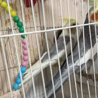 عروس هلندی کار داده