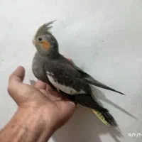 2عددجوجه عروس هلندی ۷۰روزه سرلاکی|پرنده|صفادشت, |دیوار