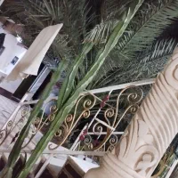 فروش کاکتوس سایزهای مختلف