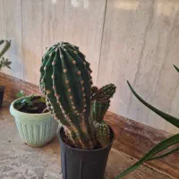 گل های طبیعی