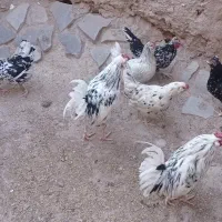 تخم مرغ گلین|حیوانات مزرعه|درمیان, |دیوار