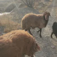 قوچ همو با میش هترو|حیوانات مزرعه|بسطام, |دیوار