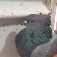 نرماده سبز چشم زرد