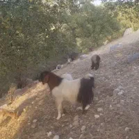 فروشی حیوان چپش|حیوانات مزرعه|لوداب, |دیوار