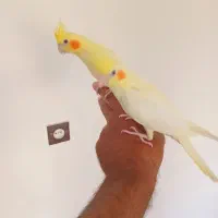 عروس هلندی نر معاوضه