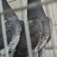 کبوتر پاکستانی چپرا خالص