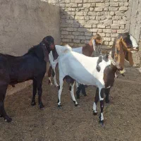 بز و بزغاله پاکستانی درجه یک و درشت / میش / بره|حیوانات مزرعه|فلاورجان, |دیوار