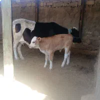 گاو دورگه و گوساله سیمیتال