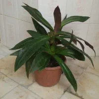 گل موسی درگهواره