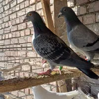 کبوتر مسافتی|پرنده|تبریز, |دیوار