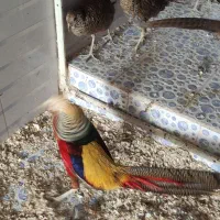 طاووس مصری و تیرنگ بلژیکی|حیوانات مزرعه|سبزوار, صالح آباد|دیوار