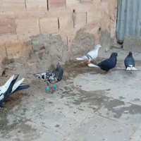 کبوتر|پرنده|سبزوار, جهاد کشاورزی|دیوار