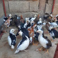 نیمچه ۴۵روزه گلین