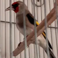 سهره دورگ کرمونی|پرنده|تهران, مشیریه|دیوار