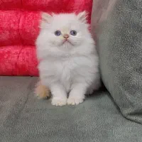 زیباترین گربه های خونگی با تربیت عالی|گربه|شیراز, درکی|دیوار