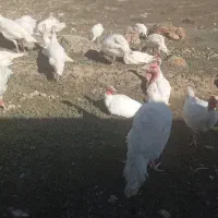 گوش|خوردنی و آشامیدنی|سرعین, |دیوار