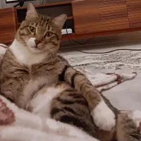 واگذاری گربه نر به یه خانواده واقعا حیوان دوست