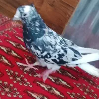 سلام یه عدد کفتر