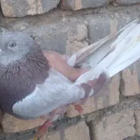 کفتر پرشی|پرنده|قم, باغ شازده|دیوار