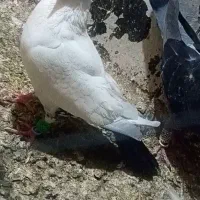 دم سیاه ماده
