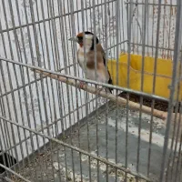 سهره دهندار لر بخون داغسر شطرنجی