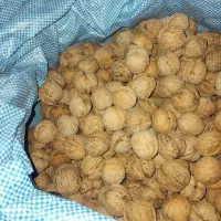 گردو امسال تازه