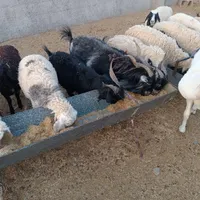تعدادی‌قو‌چ‌و‌گوسفند‌فروشی|حیوانات مزرعه|زاهدان, |دیوار