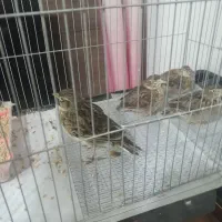 سهره  قناری. مست