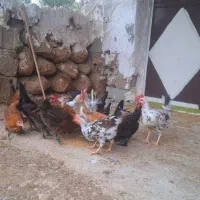 جوجه محلی|حیوانات مزرعه|لیکک, |دیوار