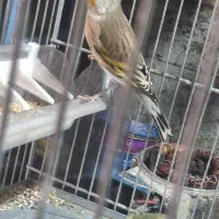 سهره قناری دهن لر|پرنده|ری, ولی آباد|دیوار