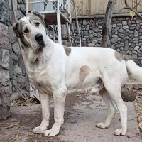 سگ الابای1ساله نر نگهبان قد90روسی سراب ژرمن