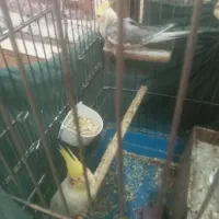 عروس هلندی نرو ماده.یکساله