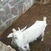 بز و بزغاله و نر بز سانن