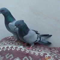 کبوتر سبز دوخط پرشی