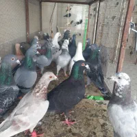 کفتر شهرستانی