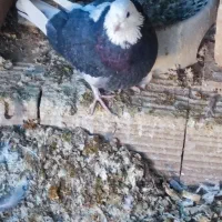 30تاحیوون پروازی نروماده مایع کفترجفتی500تومن|پرنده|صائین قلعه, |دیوار