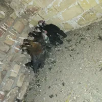 جوجه گلین خروس