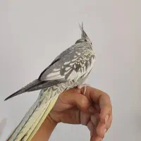 دوتا عروس هلندی چلوندنی