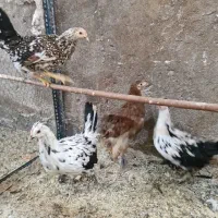 نیمچه و مولد های ویژه