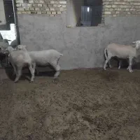 میش لاکن|حیوانات مزرعه|اشکذر, |دیوار