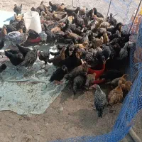 نوچه محلی درجه۱