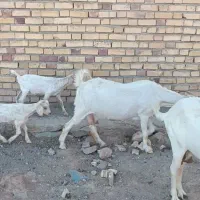 بز دورگ سانن