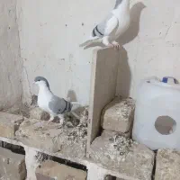 دوعدد شصتی ماده